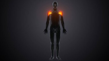 Erkek üreme sistemi. 3d hazırlayıcı