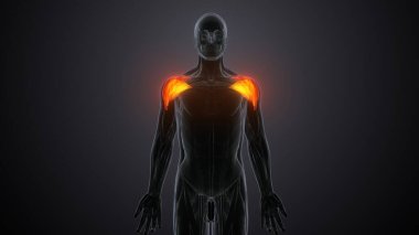 Erkek üreme sistemi. 3d hazırlayıcı