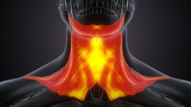 Erkek üreme sistemi. 3d hazırlayıcı