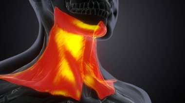 Erkek üreme sistemi. 3d hazırlayıcı