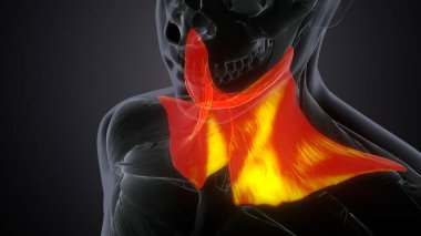 Erkek üreme sistemi. 3d hazırlayıcı