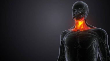 Erkek üreme sistemi. 3d hazırlayıcı