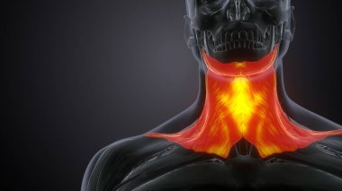 Erkek üreme sistemi. 3d hazırlayıcı