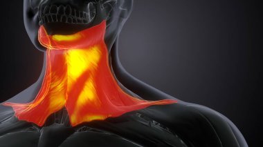 Erkek üreme sistemi. 3d hazırlayıcı