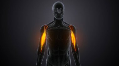 Erkek üreme sistemi. 3d hazırlayıcı