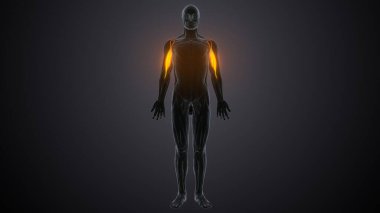 Erkek üreme sistemi. 3d hazırlayıcı