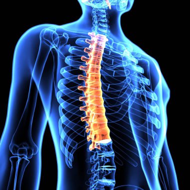 Erkek üreme sistemi. 3d hazırlayıcı