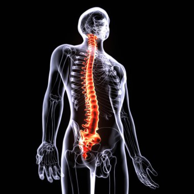 Erkek üreme sistemi. 3d hazırlayıcı