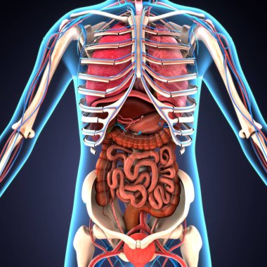 İnsan iskeleti omurga anatomisi. 3d illüstrasyon