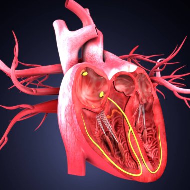 İnsan iskeleti omurga anatomisi. 3d illüstrasyon