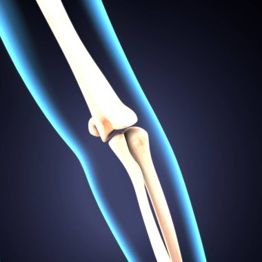 İnsan iskeleti omurga anatomisi. 3d illüstrasyon