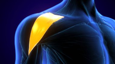 İnsan iskeleti omurga anatomisi. 3d illüstrasyon