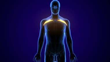 İnsan iskeleti omurga anatomisi. 3d illüstrasyon