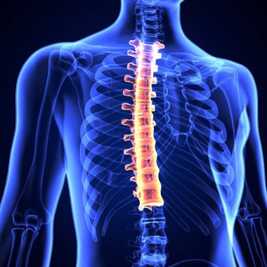İnsan iskeleti omurga anatomisi. 3d illüstrasyon