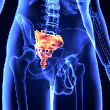 İnsan iskeleti omurga anatomisi. 3d illüstrasyon