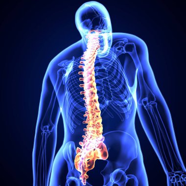 İnsan iskeleti omurga anatomisi. 3d illüstrasyon