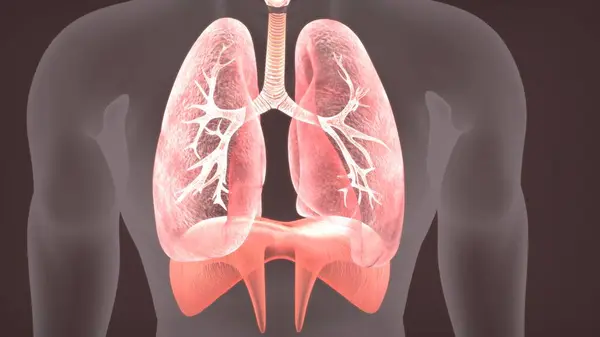Erkek sindirim anatomisi. 3d illüstrasyon