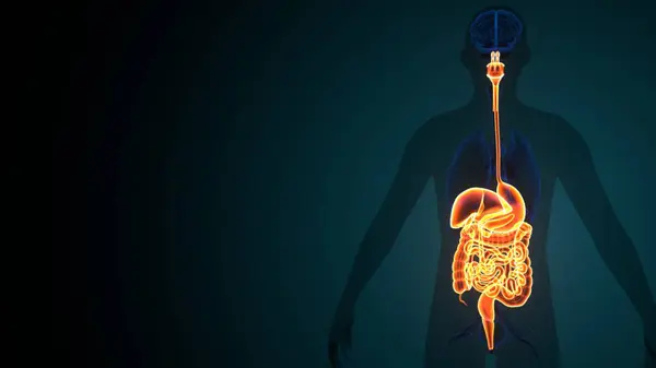 Erkek sindirim anatomisi. 3d illüstrasyon
