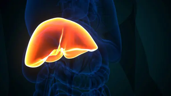 İnsan iskeleti anatomisi. 3d illüstrasyon