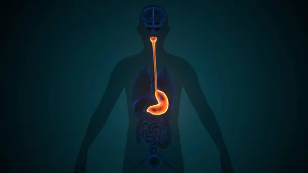 İnsan iskeleti anatomisi. 3d illüstrasyon