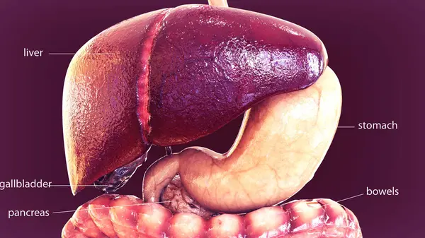 İnsan iskeleti anatomisi. 3d illüstrasyon