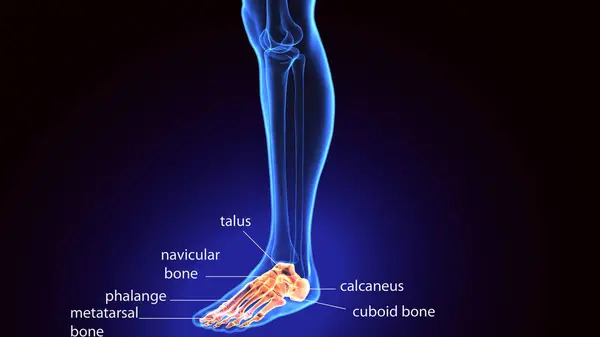  İnsan iskeleti ve sindirim sistemi. 3d illüstrasyon