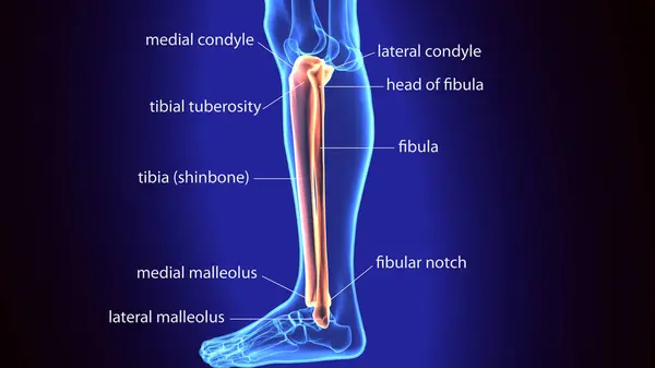  İnsan iskeleti ve sindirim sistemi. 3d illüstrasyon