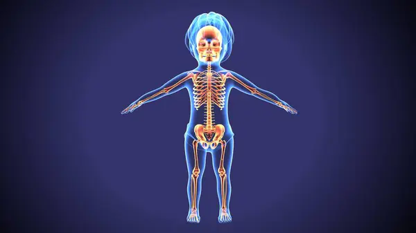  İnsan iskeleti ve sindirim sistemi. 3d illüstrasyon