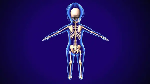  İnsan iskeleti ve sindirim sistemi. 3d illüstrasyon