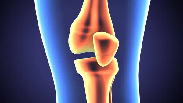  İnsan iskeleti ve sindirim sistemi. 3d illüstrasyon