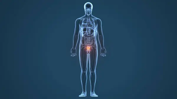 Erkek beyin anatomisi. 3d hazırlayıcı