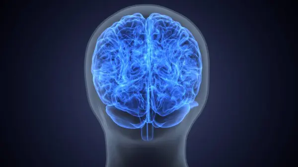 Erkek beyin anatomisi. 3d hazırlayıcı