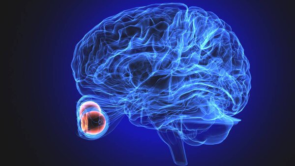 анатомия человеческого мозга. 3D рендеринг