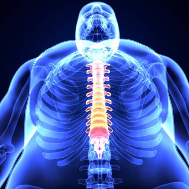 İnsan iskeleti omurga anatomisi. 3d illüstrasyon