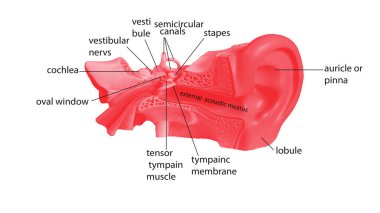 İnsan iskeleti omurga anatomisi. 3d illüstrasyon