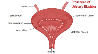 İnsan iskeleti omurga anatomisi. 3d illüstrasyon