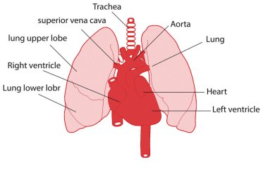 İnsan iskeleti omurga anatomisi. 3d illüstrasyon