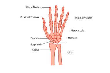 İnsan iskeleti omurga anatomisi. 3d illüstrasyon