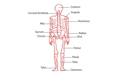 İnsan iskeleti omurga anatomisi. 3d illüstrasyon