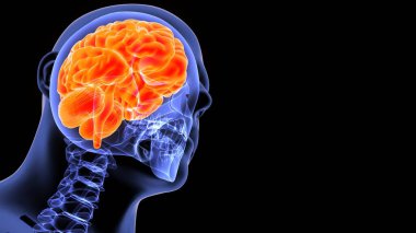 İnsan iskeleti omurga anatomisi. 3d illüstrasyon