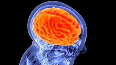 İnsan iskeleti omurga anatomisi. 3d illüstrasyon