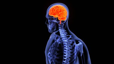 İnsan iskeleti omurga anatomisi. 3d illüstrasyon