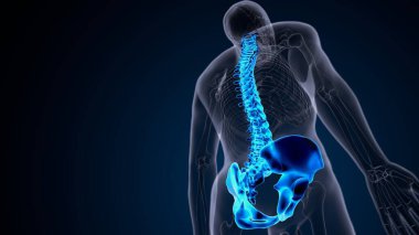 İnsan iskeleti omurga anatomisi. 3d illüstrasyon