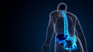 İnsan iskeleti omurga anatomisi. 3d illüstrasyon