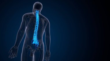 İnsan iskeleti omurga anatomisi. 3d illüstrasyon
