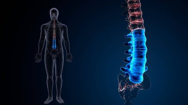 İnsan beyni anatomisi. 3d illüstrasyon
