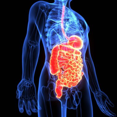 İnsan beyni anatomisi. 3d illüstrasyon