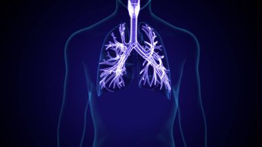 İnsan beyni anatomisi. 3d illüstrasyon