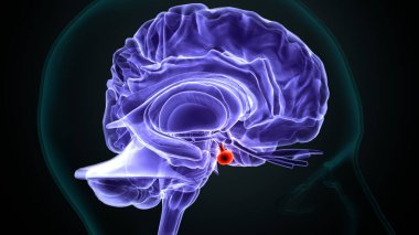 İnsan beyni anatomisi. 3d illüstrasyon