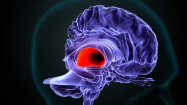 İnsan beyni anatomisi. 3d illüstrasyon